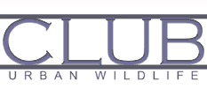 urban wildlife club in minneapolis, mn warehouse district